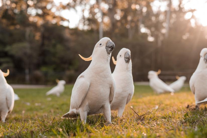 Seven white sulfur-crested cockatoos standing on grass, with two in focus in the middle