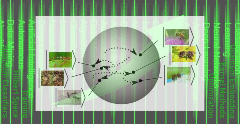 machine learning keywords in background with foreground of quantum machine learning image with classification of photos of bees and ants 