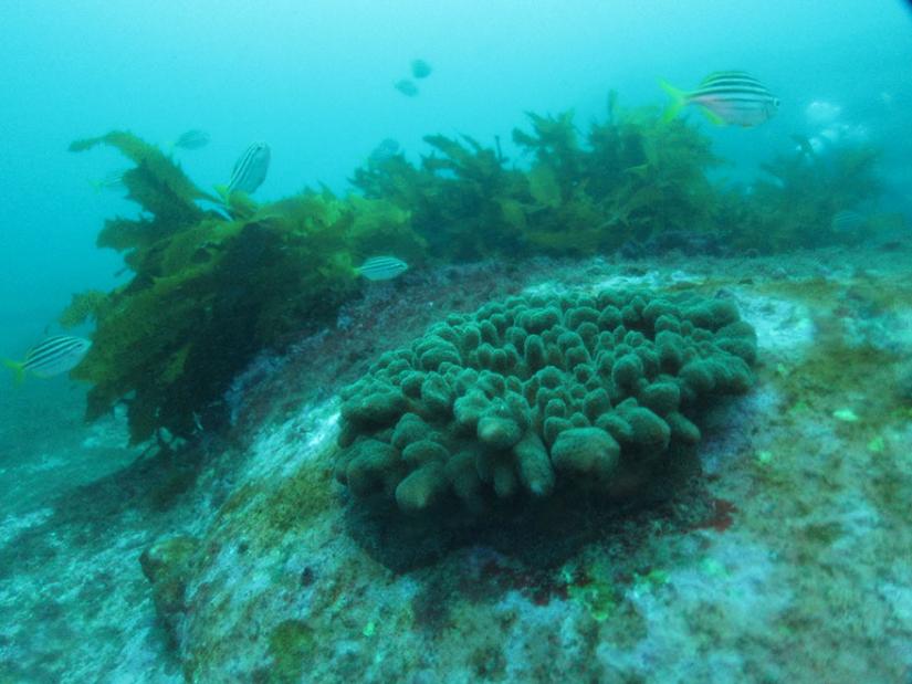 Sydney harbour corals