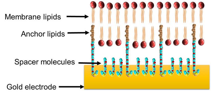 Membrane Biophysics Group | University of Technology Sydney