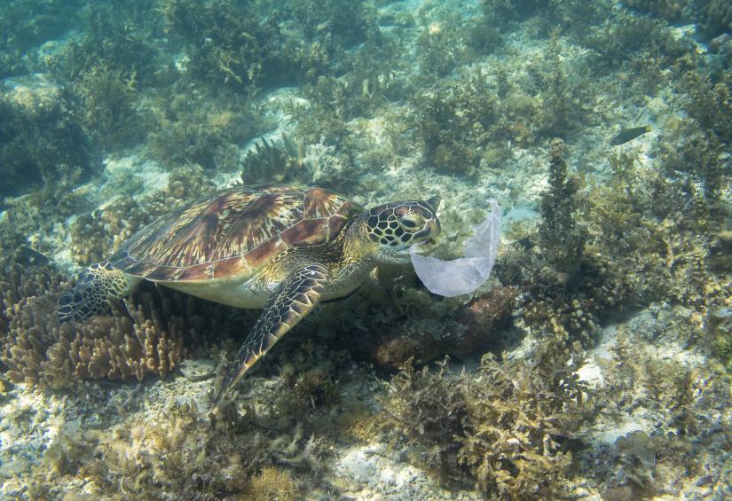 Sea turtle and a plastic bag