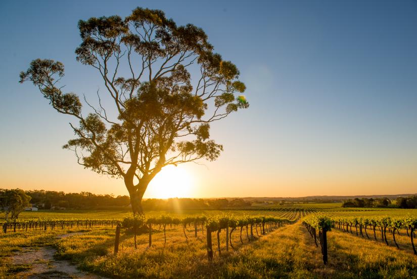 Australian vineyard