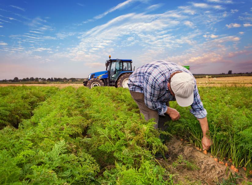 A farmer bends over his crop of carrots.