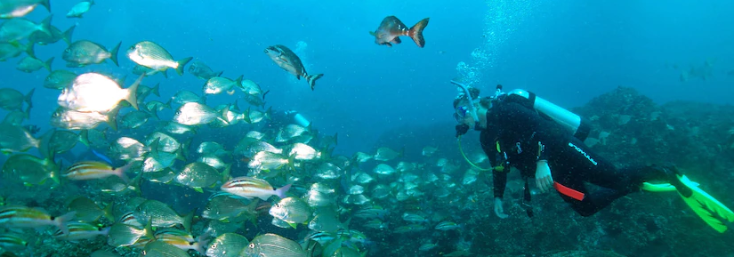 Diver underwater looking at school of fish