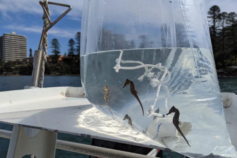 Baby seahorses awaiting release into Sydney Harbour