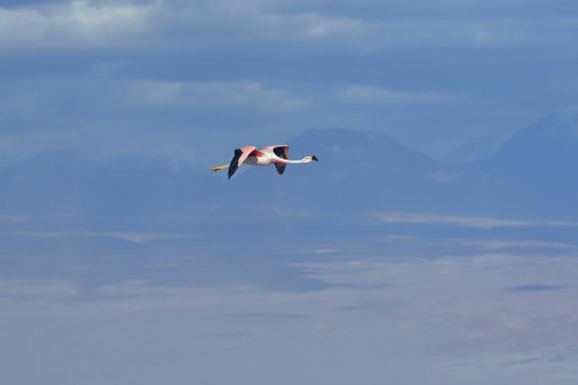 pink flamingo flying