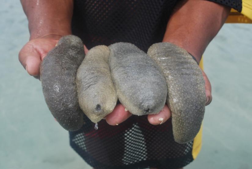 Four sea cucumber being held up to the camera