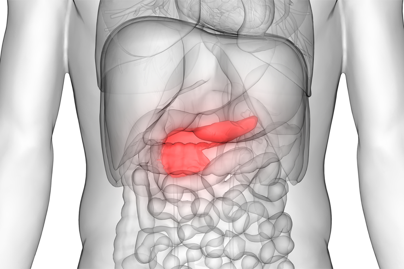 Black and white image of internal human organs with pancreas highlighted in red