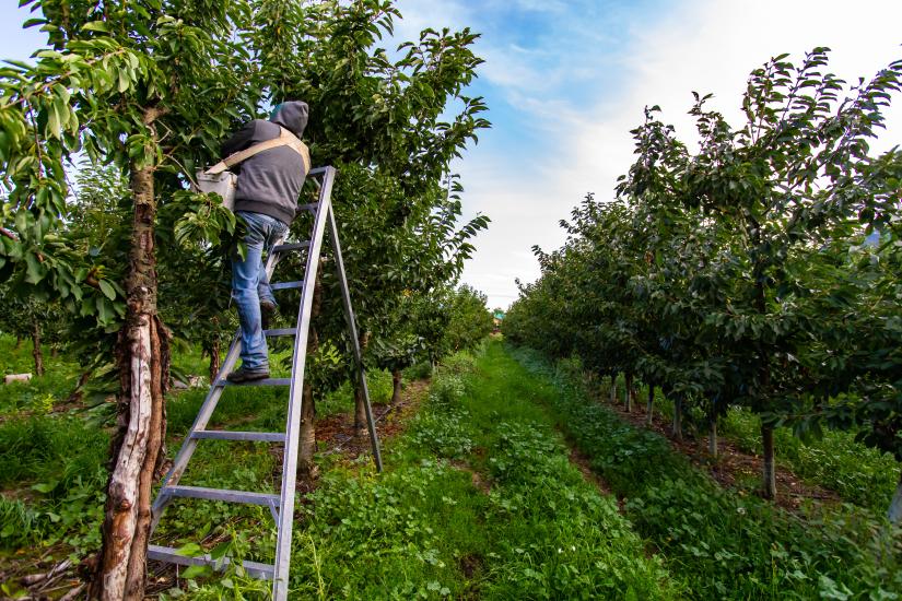 A worker up a ladder picks fruit