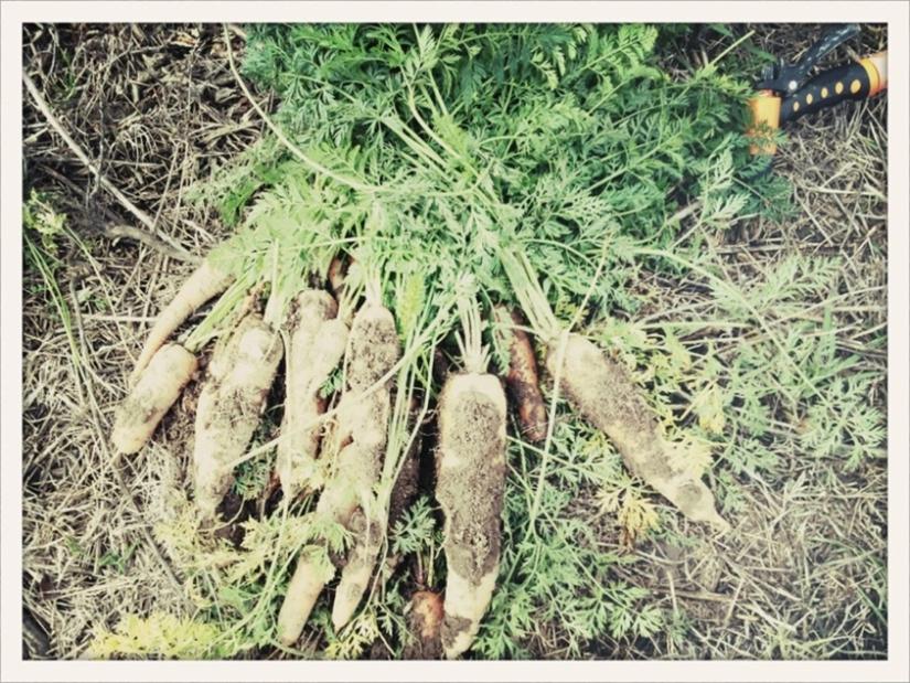 A bunch of wild carrots lay dirty on the forest floor