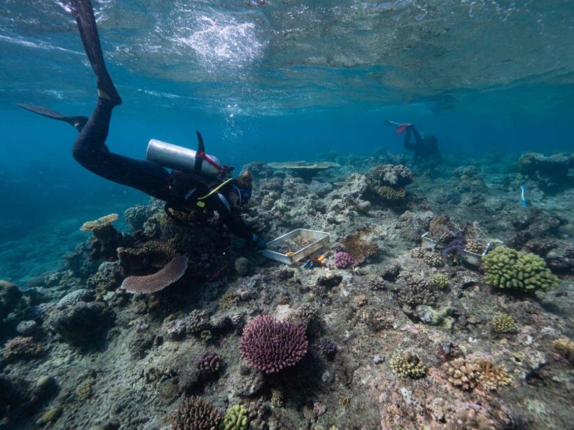Coral Reef Stewardship in action - Credit Hadley John Edmondson