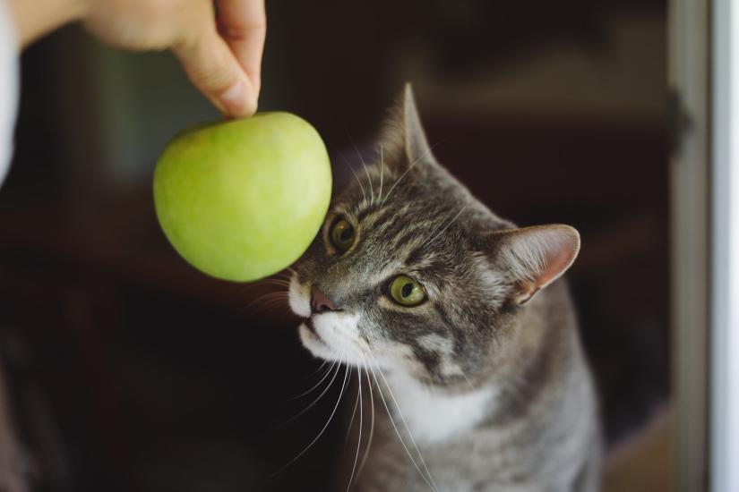 Stock picture of an apple being dangled over the head of a cat