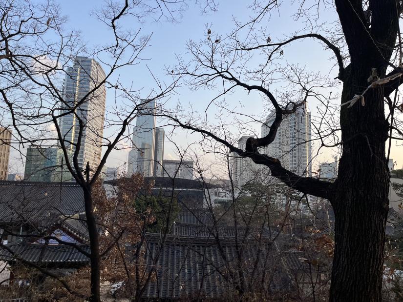 Photo of bare trees in front of a city scape. 