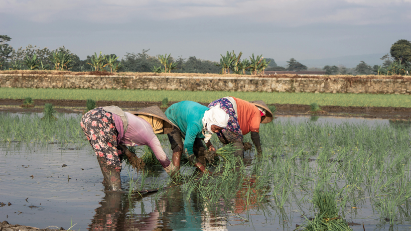 Indonesian farming women working in a field