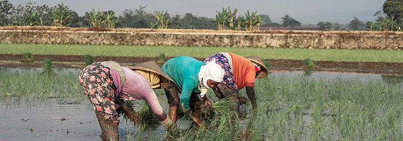 Indonesian farming women working in a field