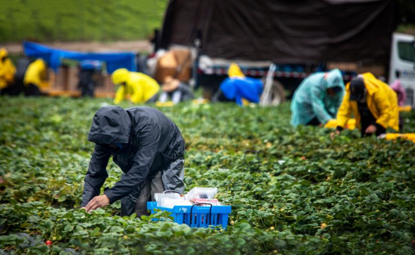 migrant workers picking strawberries