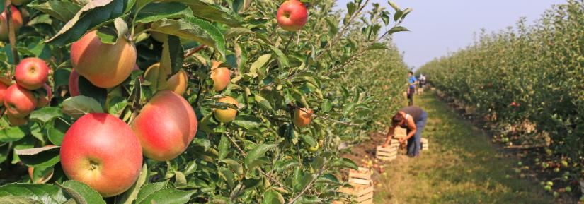 Apple picking in orchard. Adobe Stock