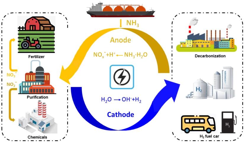 Electrolysis of ammonia aqueous solution produces nitrite and nitrate on the NiOOH-Ni anode, and green hydrogen on the Ni2P-Ni cathode. This presents advantages over the currently used thermal ammonia cracking due to the simultaneous formation of hydrogen as an energy carrier and nitrite and nitrate as valuable chemicals under ambient conditions. (Hanwen Liu, et al. Advanced Energy Materials. August 7, 2024)