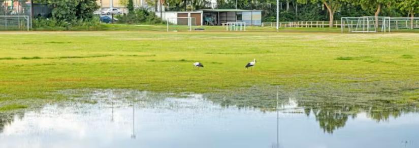 Water soaked oval. Stephan Langhans/Shutterstock