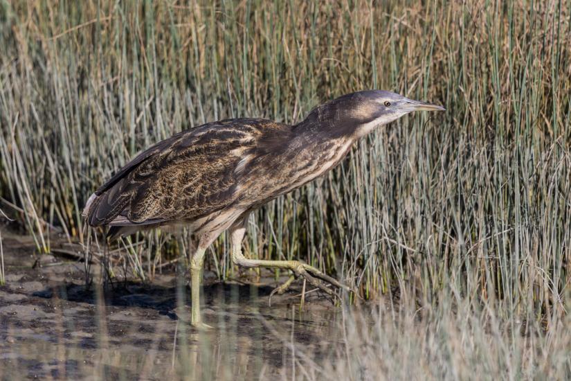 Bunyip bird at rest: the Australasian bittern is hard to spot – but unmistakable if you hear it. Imogen Warren/Wikimedia Commons