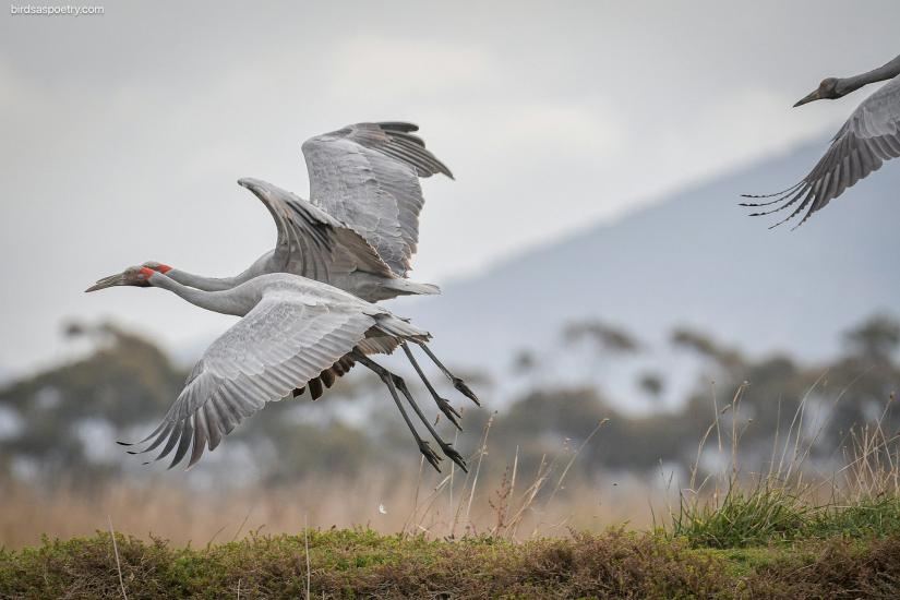 Brolgas in a wetland in Victoria. Birdsaspoetry/Flickr, CC BY-NC-ND