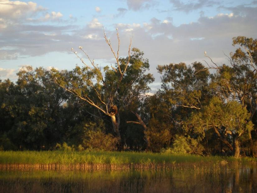 Waterbirds flock to the Gwydir wetlands in their thousands. These wetlands form where the Gwydir river empties into an inland valley. Jor/Flickr, CC BY-NC-ND