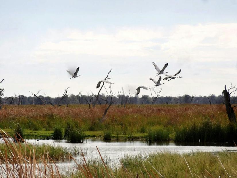 A wetlands area in NSW with water birds in flight overhead. Bradley Moggridge, Author provided