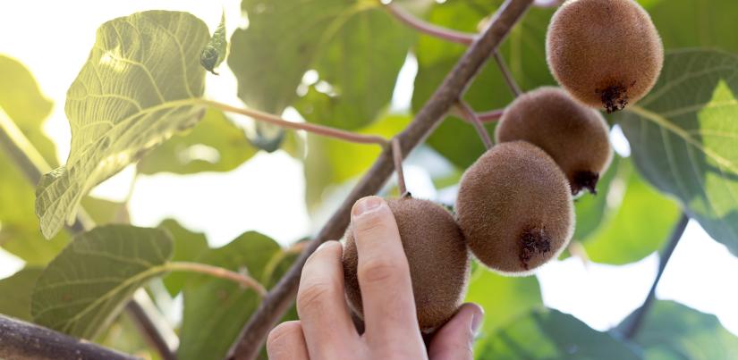 Photo of someone picking kiwifruit