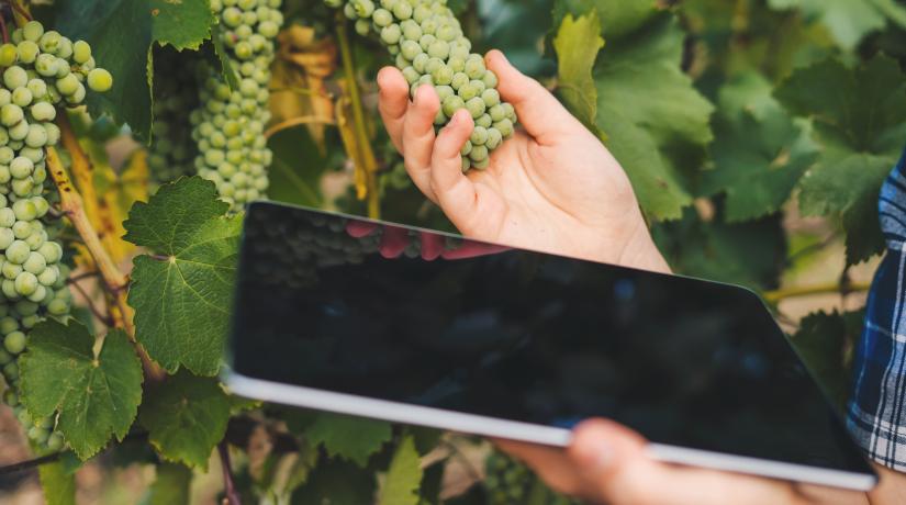 Photo of a person checking grapes holding a tablet