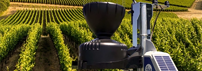 Photo of a sensor in vineyard