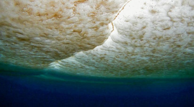 sea ice algae