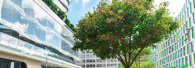 Photo of tree on UTS Alumni Green