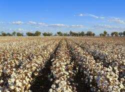 Australian cotton fields