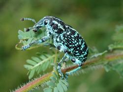 A cute blue coloured bug sits on a twig and eats leaves