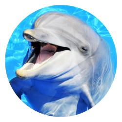 Profile of a dolphin