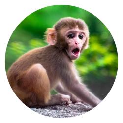 Profile of a monkey