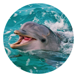 Smiling dolphin profile
