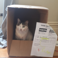 Cat with one eye, inside a box